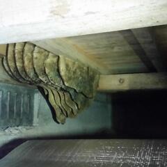 蜂の巣をお安く駆除させていただきます - 下関市