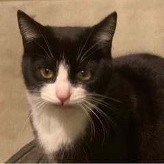 受付停止　野良猫