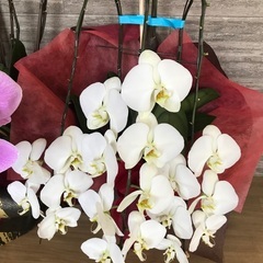 胡蝶蘭差し上げます♪の画像