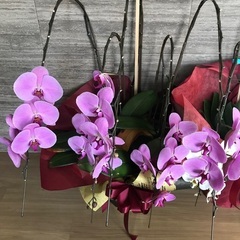 胡蝶蘭差し上げます♪の画像
