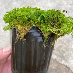 水草 ニューラージパールグラスの画像
