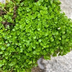 水草 ニューラージパールグラスの画像