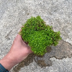 水草 ニューラージパールグラスの画像