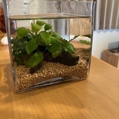 ガラス水槽　水草3点セット