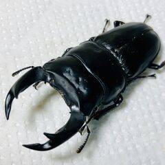 【着払い/即ブリ】オオクワガタ トリオ ♂70mm ♀46mm ...