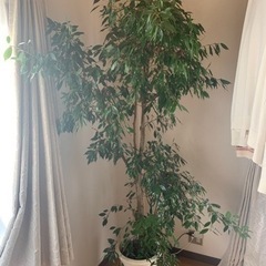 観葉植物（ベンジャミン）