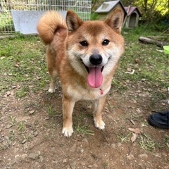 6歳柴犬りゅうくん