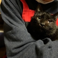 推定6ヶ月の黒猫の女の子の里親さん募集