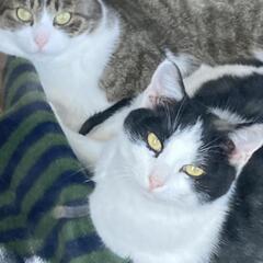 ツレ猫　ななちゃん＆トトちゃん　トライアルに行きました。ありがと...