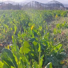 春の収穫祭！越冬して甘くなった葉物野菜を味わおう！