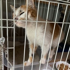 猫の餌譲って下さい