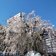 4月2日㈰ 13時〜 三宮でお花見します🌸✨