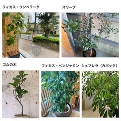 大型の観葉植物🪴探しています(⸝⸝⸝´  `⸝⸝⸝)