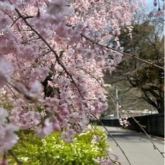 花見4月1日🌸