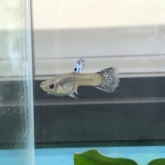 【値下げしました】ブルーグラス　グッピー　稚魚の画像
