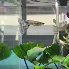 【値下げしました】ブルーグラス　グッピー　稚魚の画像