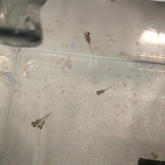 【値下げしました】ブルーグラス　グッピー　稚魚の画像