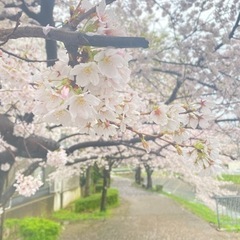 4/1(土)10:00〜京都鴨川でお花見しませんか？🌸