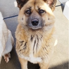 元野犬🐶保健所レスキュー犬里親募集中！