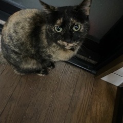 サビ猫 メス 
