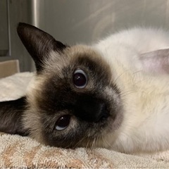 保健所レスキュー猫🐱 - 猫