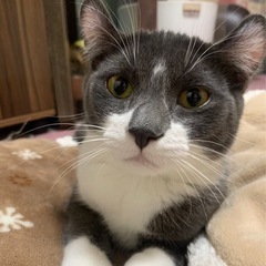 保健所レスキュー猫🐱の画像