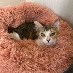保健所レスキュー猫🐱 - 里親募集