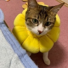 保健所レスキュー猫🐱 - 台東区