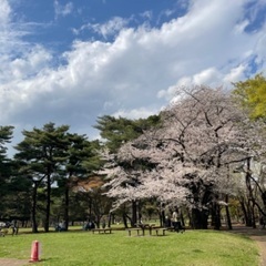 4月1日土曜日🌸お花見🌸散歩🌸野川公園🌸武蔵野の森公園🌸 - 三鷹市
