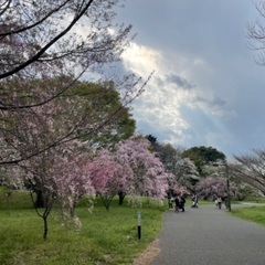 4月1日土曜日🌸お花見🌸散歩🌸野川公園🌸武蔵野の森公園🌸 − 東京都