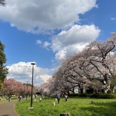 4月1日土曜日🌸お花見🌸散歩🌸野川公園🌸武蔵野の森公園🌸 - 友達
