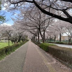 4月1日土曜日🌸お花見🌸散歩🌸野川公園🌸武蔵野の森公園🌸 - メンバー募集