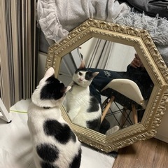 アンティーク風鏡(猫ちゃん飼ってます)