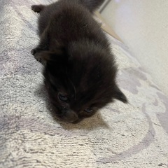子猫の里親