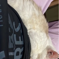 里親になってくれる方をお探ししています！