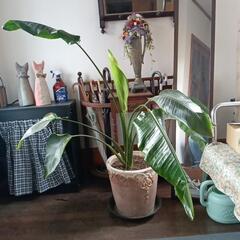 観葉植物
