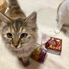 劣悪な環境から保護、奇跡的な生命力で成長中な女の子です！  