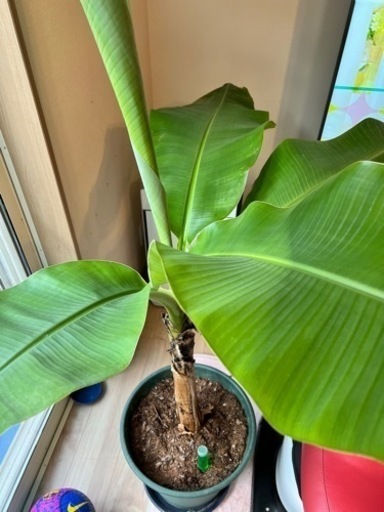 アップルバナナ　特大鉢植え2年木