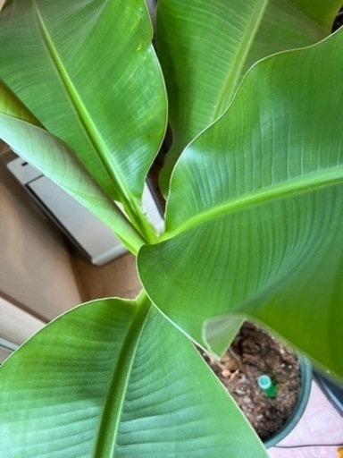 アップルバナナ　特大鉢植え2年木