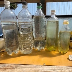 みじんこ　えさ　　　　　の画像