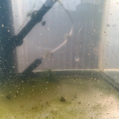 みじんこ　えさ　　　　　の画像