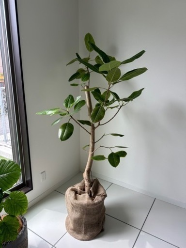 フィカス　アルテシマ