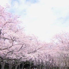 🚨急募🚨4/1(土)代々木公園でお花見を楽しもう🌸 - 渋谷区