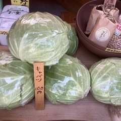 キャベツ入荷中❣️