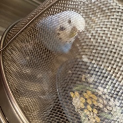 セキセイインコ保護しました