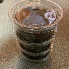 ギラファノコギリクワガタ　フローレンス産　幼虫5匹