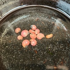 《水槽の掃除屋さん》ピンクラムズホーン　10匹