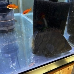 レッドフィンバルブの中古が安い！激安で譲ります・無料で