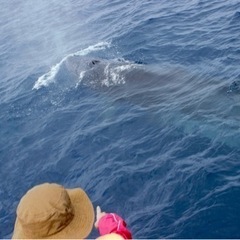 5月☆USA祈り&🐋ウォッチングツアー(日帰り)