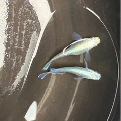 幹之めだか　10匹の画像